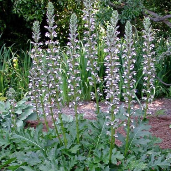Acanthus mollis - acanthus - 7 Seeds