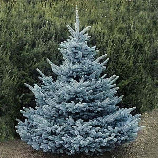 Picea pungens cs "SBS" "Super Blue Seedling" - abete blu (Vaso quadro 9x9x20 cm)