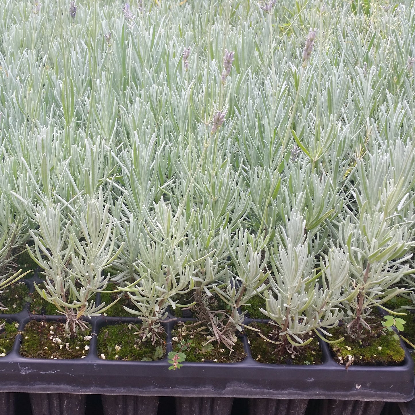 40x Lavandula angustifolia - lavanda vera (40 Alveoli forestali)