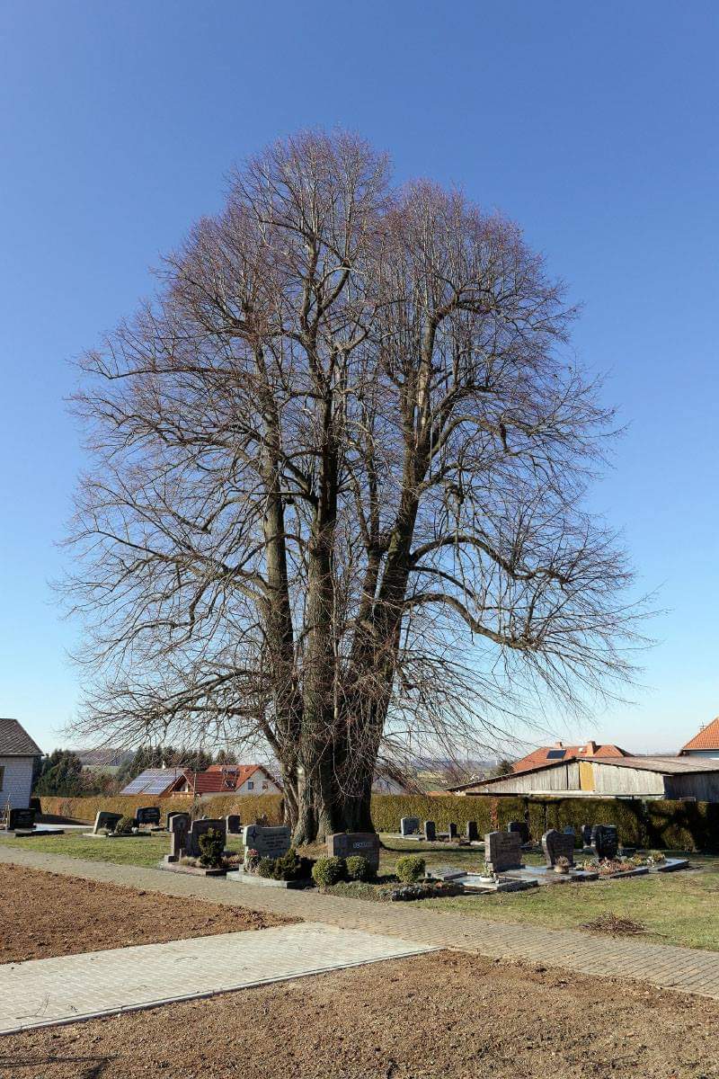 Tilia platyphyllos - tiglio comune (Alveolo forestale)