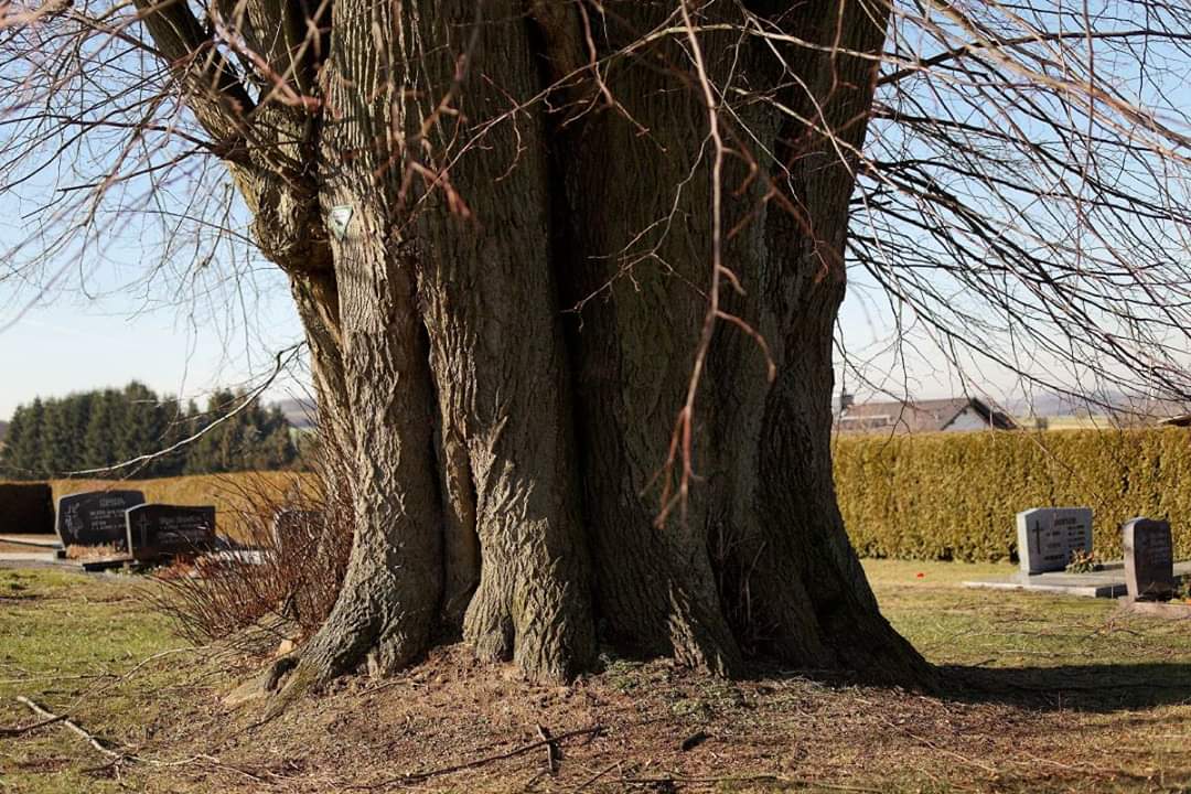 Tilia platyphyllos - tiglio comune (Alveolo forestale)
