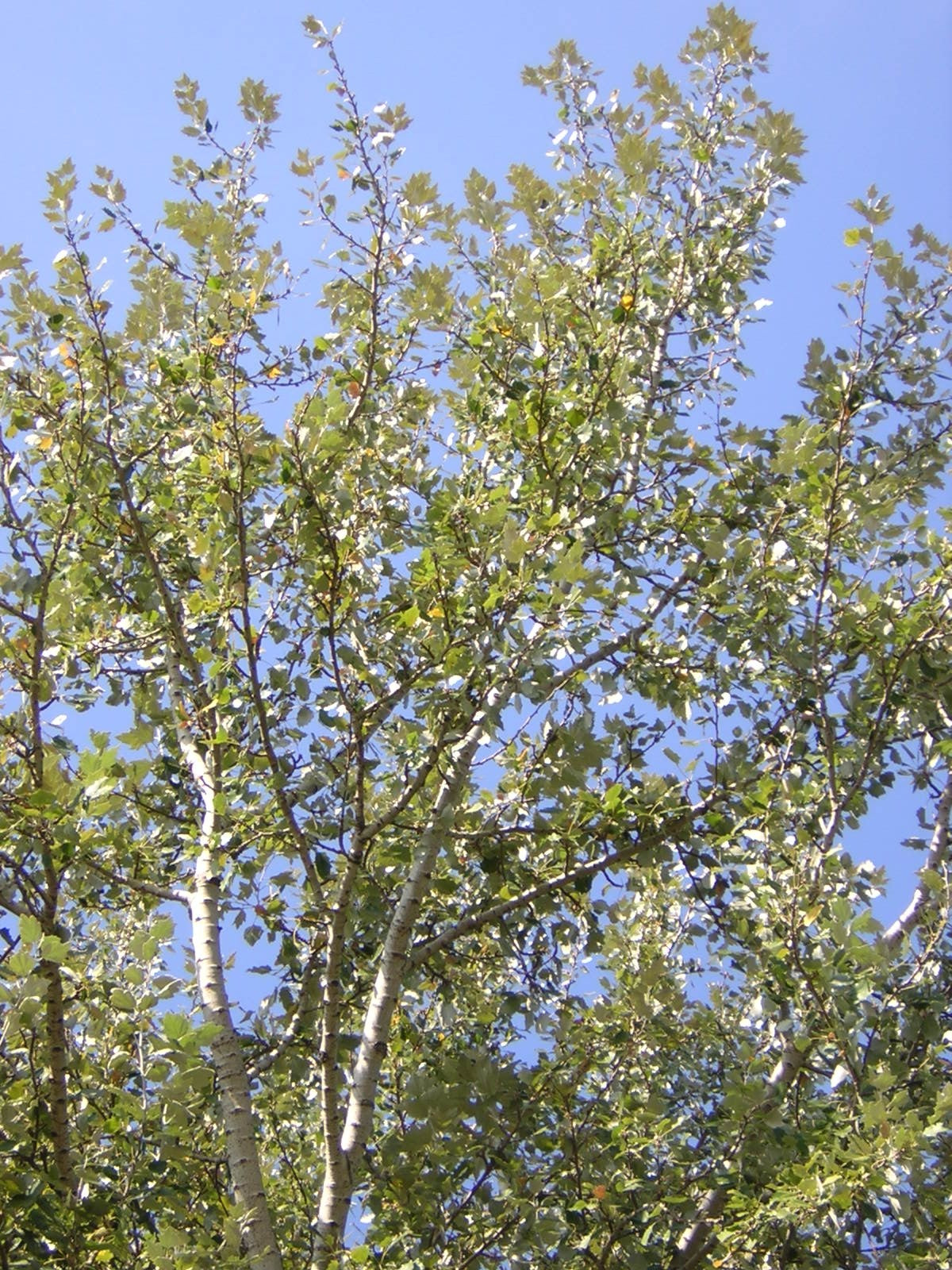 Populus alba - pioppo bianco (Alveolo forestale)