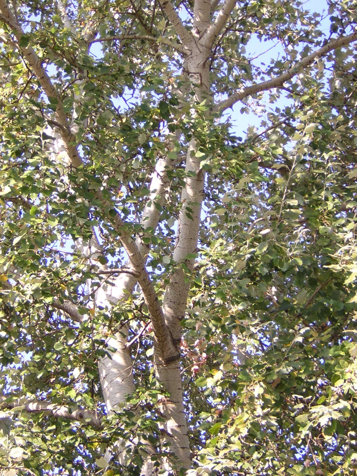 Populus alba - pioppo bianco (Alveolo forestale)