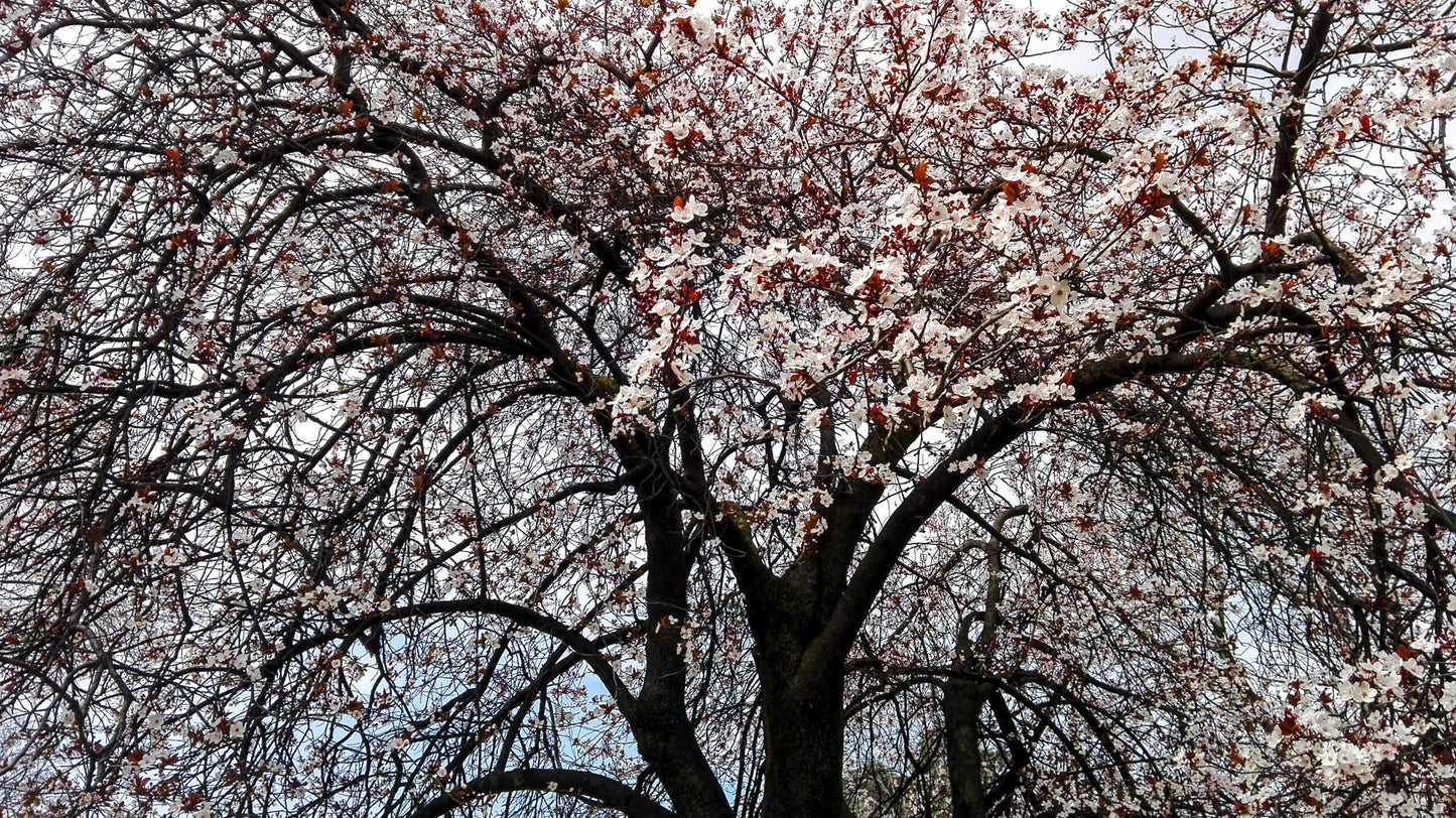 Prunus cerasifera cv "pissardii" - Susino a foglie purpure (Vaso quadro 12x12x20 cm)