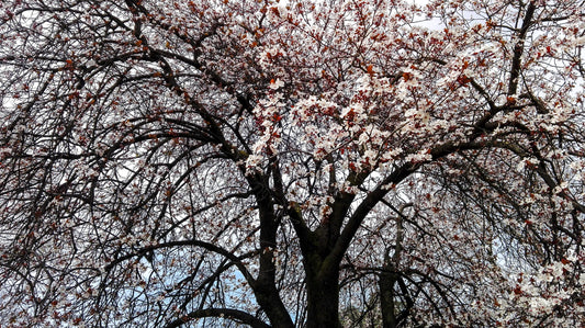 Prunus cerasifera cv "pissardii" - Susino a foglie purpure (Vaso quadro 12x12x20 cm)