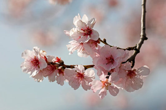 Prunus amygdalus - almond tree (Forest honeycomb)