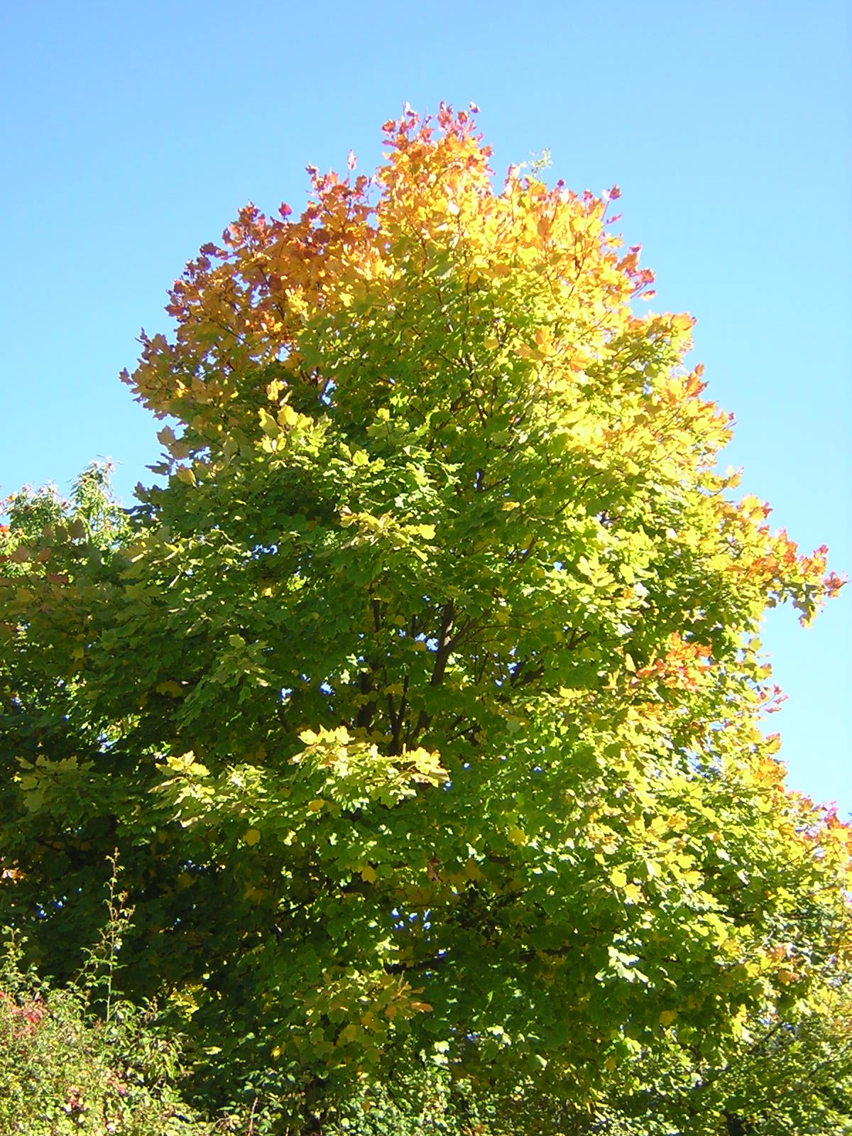 Acer pseudoplatanus - sycamore maple (Forest honeycomb)