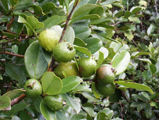 Psidium cattleianum VERDE - guava melone (Alveolo forestale)