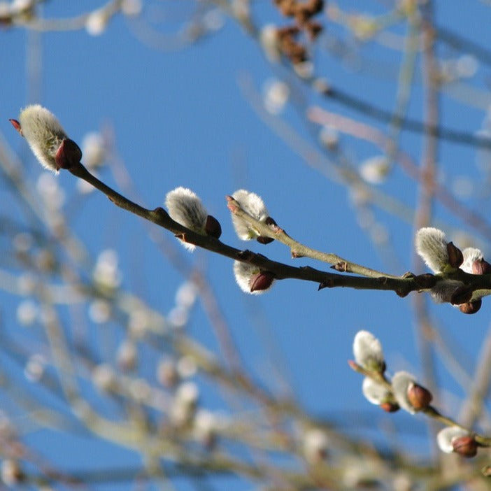 Salix caprea - salicone (Alveolo forestale)