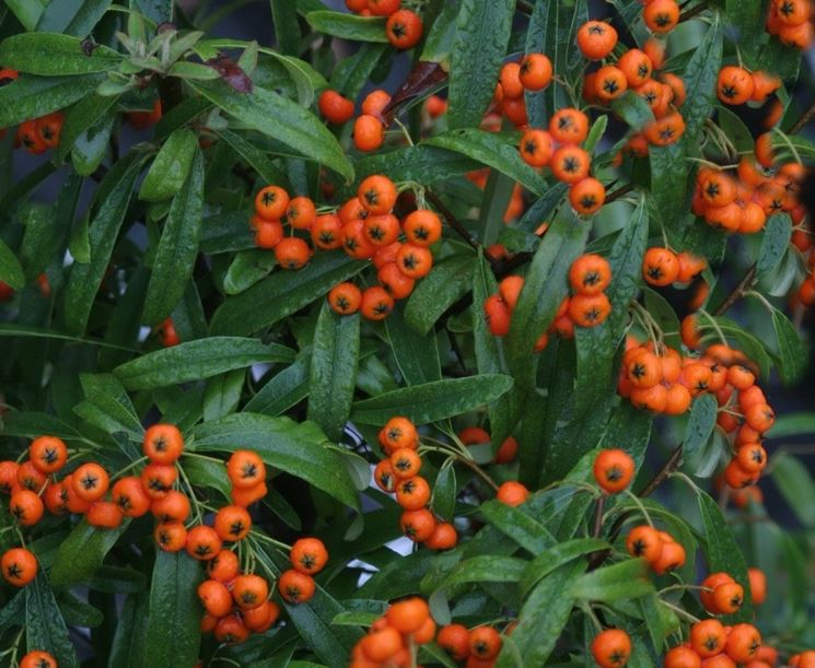 Pyracantha nana cv. "navajo" - dwarf pyracantha (forest honeycomb)