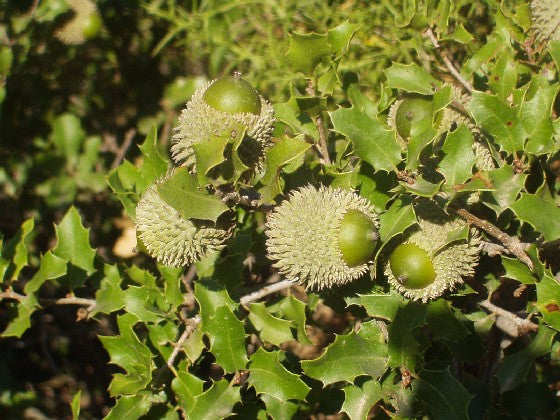 Quercus coccifera - quercia spinosa (Alveolo forestale)