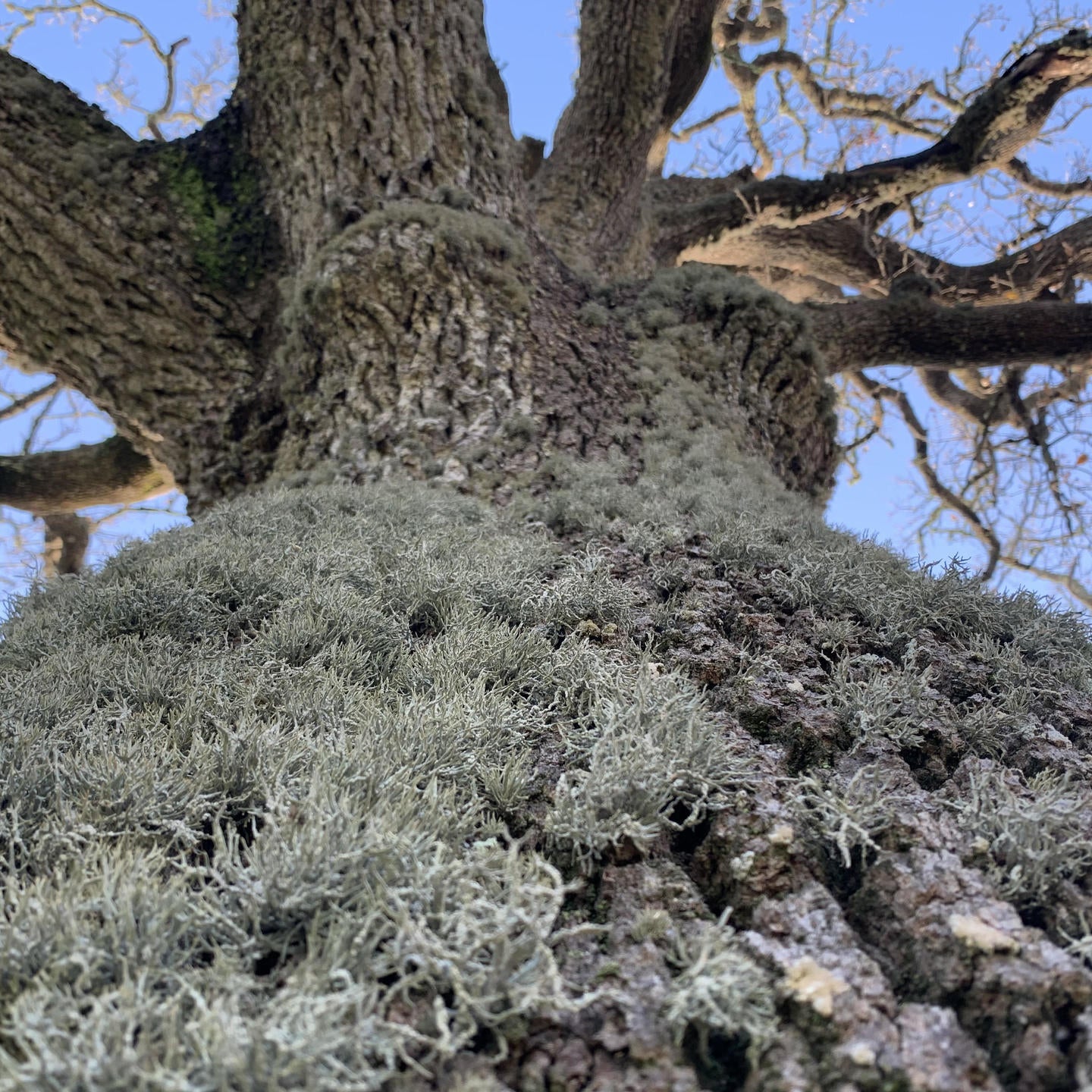 Quercus ithaburensis subsp. macrolepis - vallonea (Vaso quadro 12x12x20 cm)