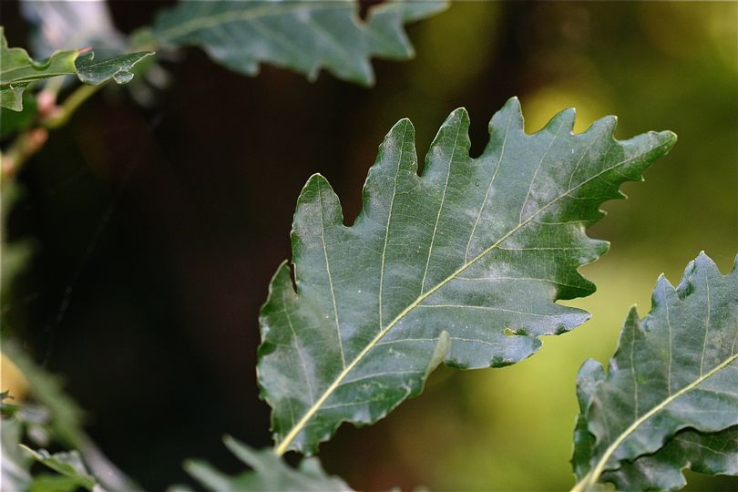 Quercus x streimii sin. Quercus pubescens x Quercus petraea - Stremer oak (forest alveolus)