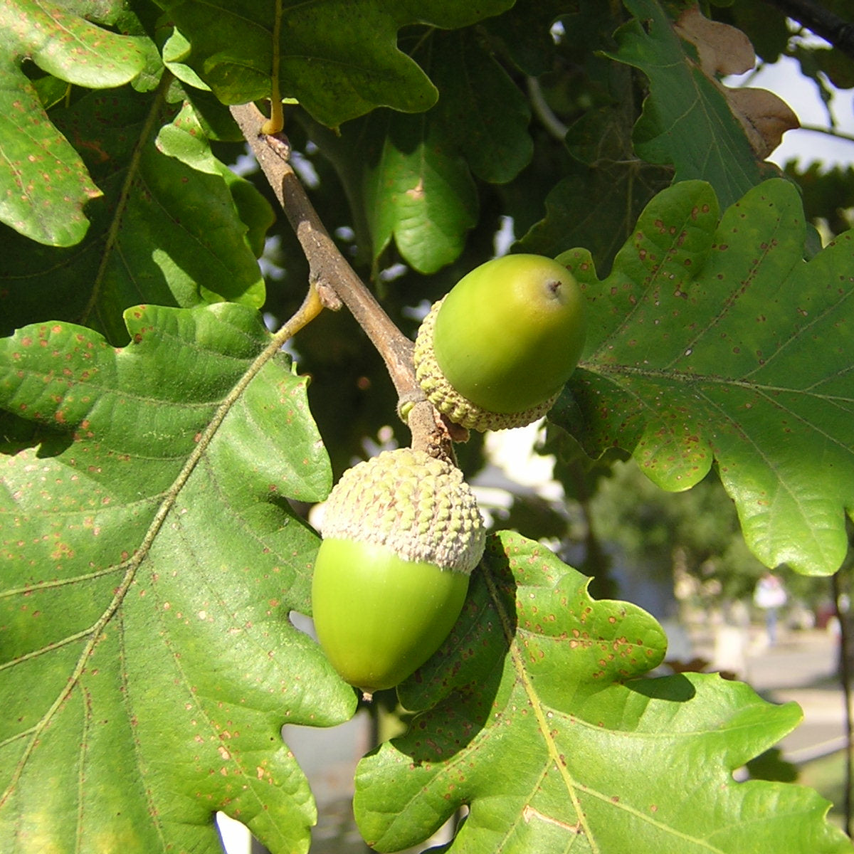 Quercus pubescens - roverella (Vaso quadro 9x9x20 cm)