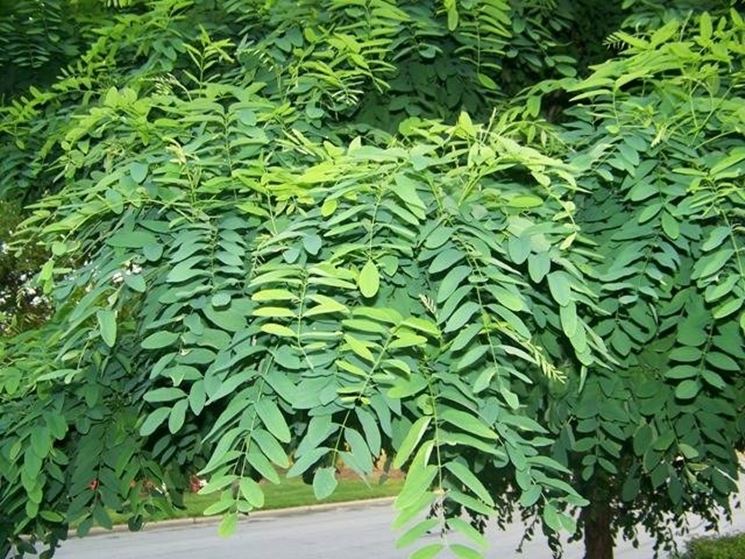 Robinia Pseudoacacia - Robinia - Semi 2gr