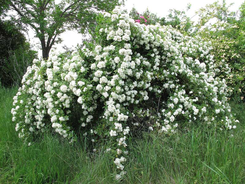 Rosa banksiae (fiore bianco) - rosa bianca rampicante (Vaso quadro 7x7x8 cm)