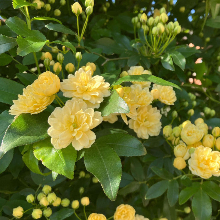 Rosa banksiae "lutea" - rosa gialla rampicante (Vaso quadro 7x7x8 cm)