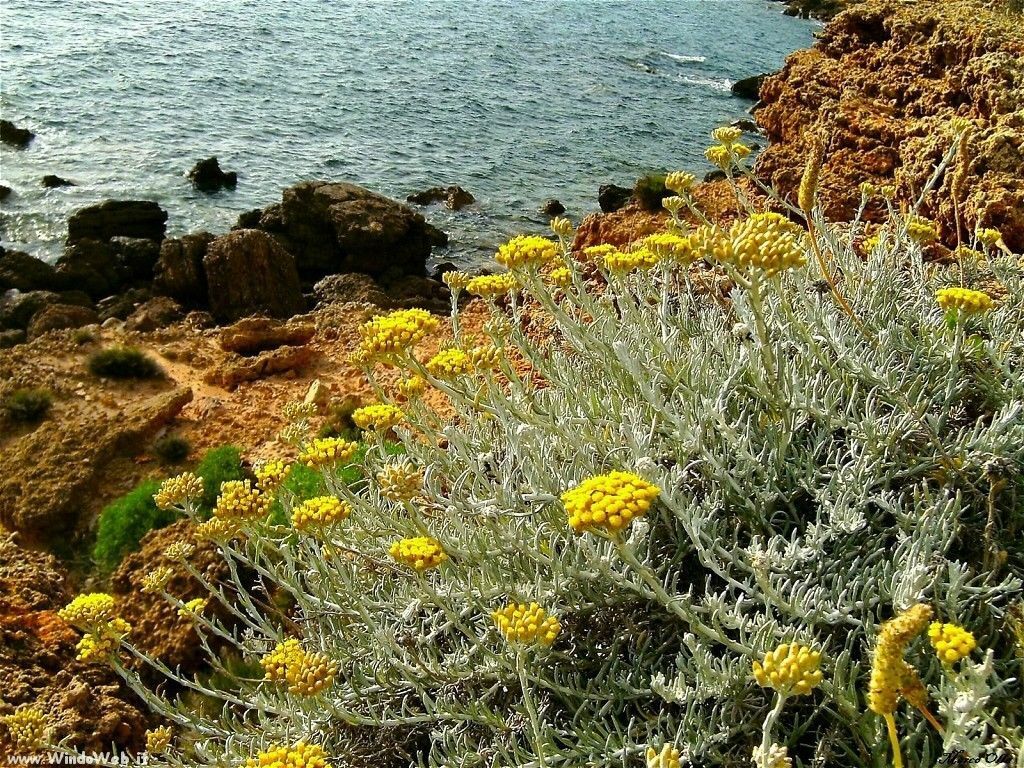 Helichrysum italicum - elicriso SET 2 PIANTE (Alveolo forestale)