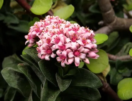 Crassula cv "springtime" - buquet di natale (Vaso 10 cm)