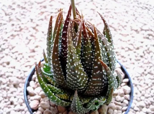 Aloe x haworthia papillosa - Aloe ibrida (Vaso 12 cm)