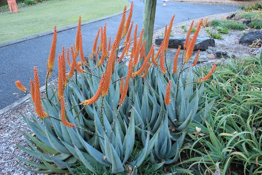 Aloe petricola - aloe di pietra (Vaso quadro 7x7x8 cm)