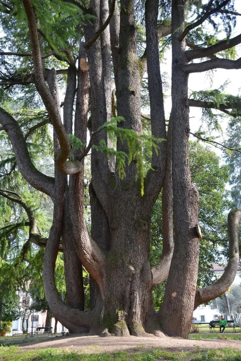 Cedrus Libani - Cedro Del Libano (Alveolo Forestale)