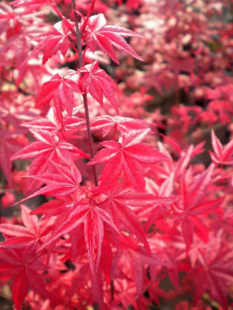 Acer Palmatum Cv. "Deshojo" - Acero Giapponese Rosso (Vaso Quadro 9X9X10 Cm, FRANCO)