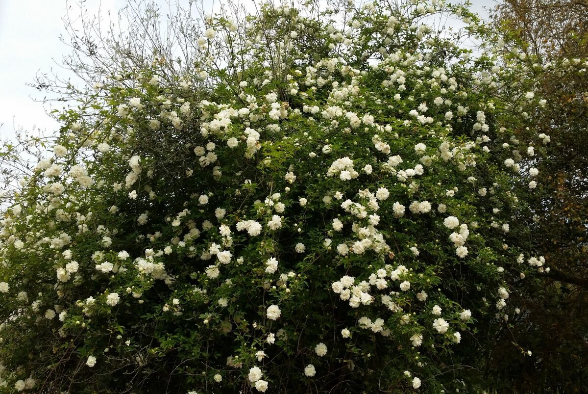 Rosa fortuniana cv "Maria Cilento" rosa di Fortrune (Alveolo forestale)