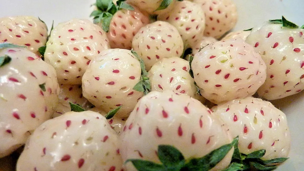 white strawberries with red seeds Fragaria vesca cv. "pineberry"