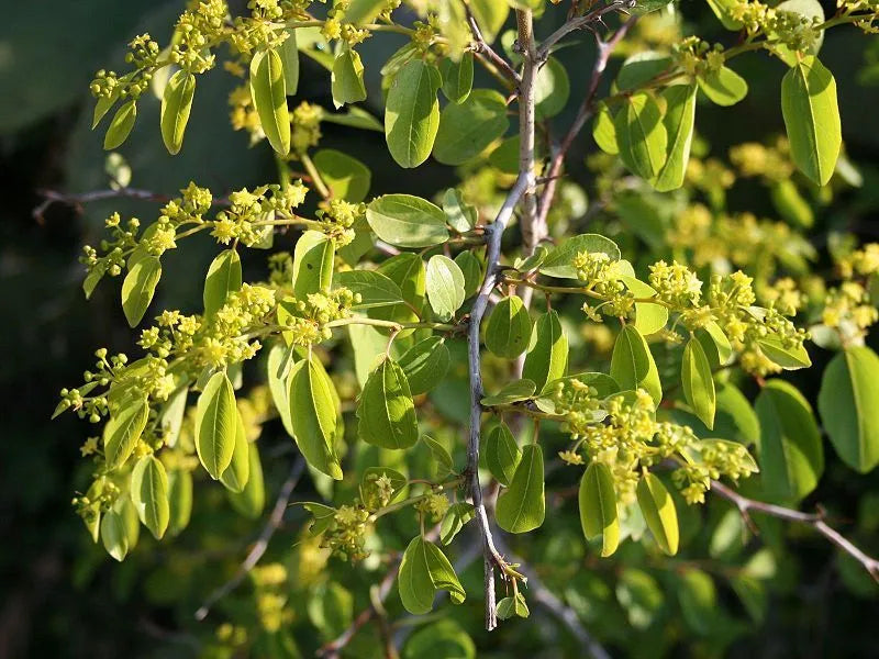 Paliurus aculeatus - marruca (Alveolo forestale)
