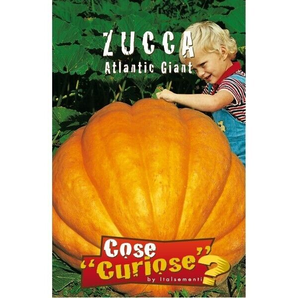 Cucurbita maxima cv. "Atlantic giant" - giant pumpkin (1 pack of seeds)
