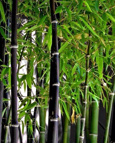 Phyllostachys nigra - bamboo nero (Vaso 18 cm)