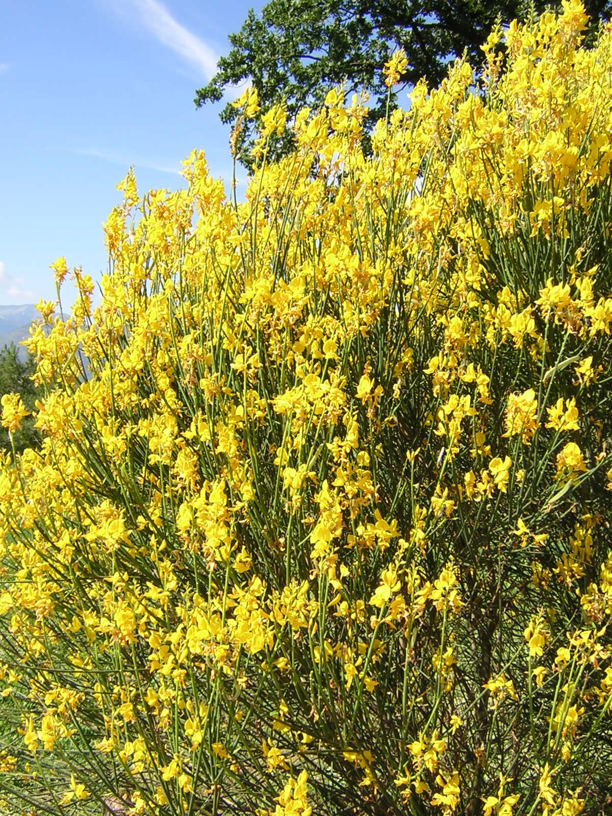 Spartium junceum - ginestra odorosa (Alveolo forestale)