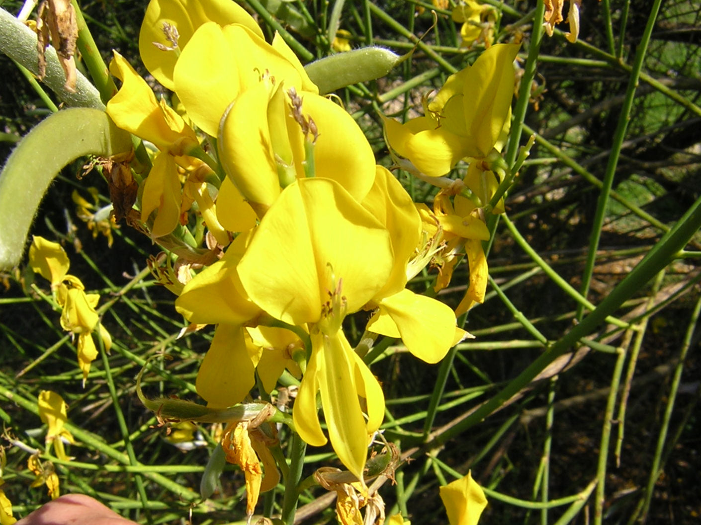 Spartium junceum - ginestra odorosa (Alveolo forestale)