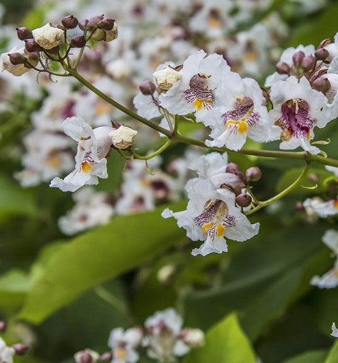 Catalpa speciosa - Catalpa (Vaso Quadro 9X9X20 Cm)