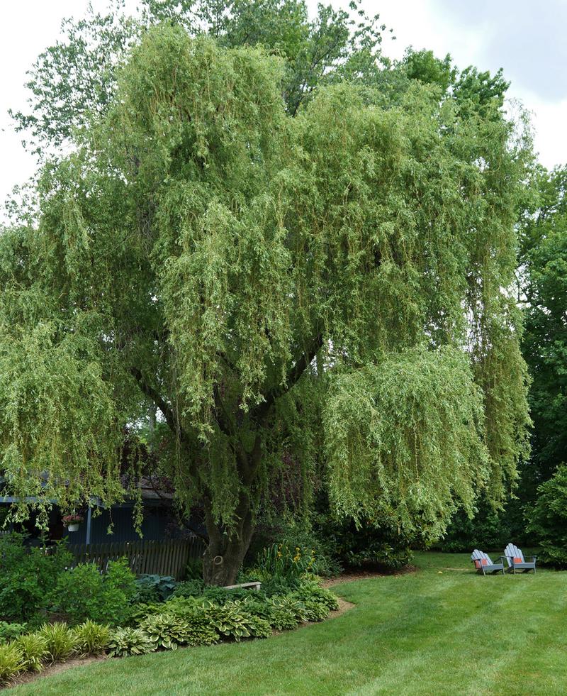 Salix matsudana tortuosa aurea - salice contorto (Alveolo forestale)