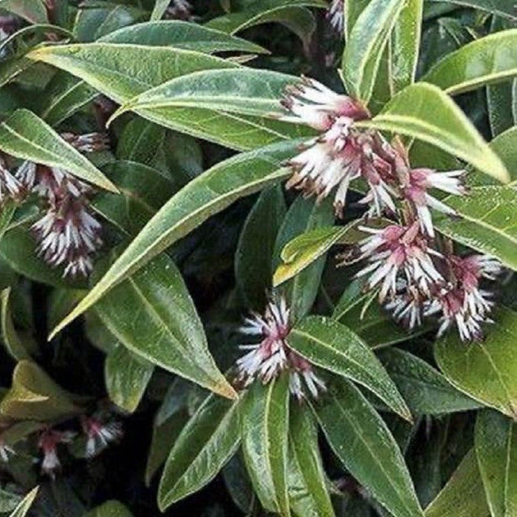 Sarcococca confusa - sarcococca (Alveolo forestale)