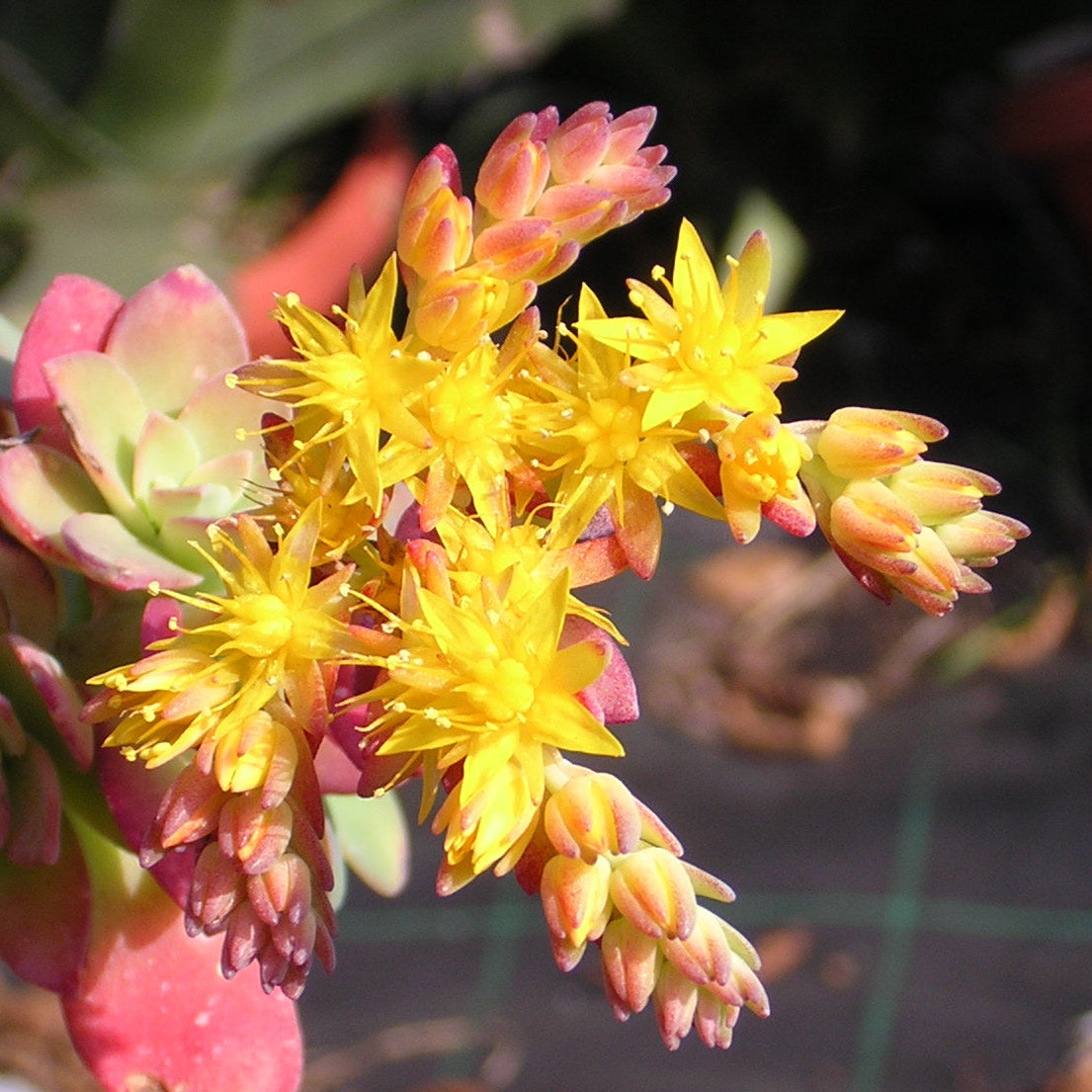 Sedum compressum sin S. palmeri - borracina Messicana (1 Talea)