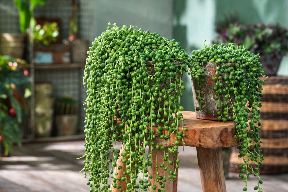 rosary hanging plant Senecio rowleyanus
