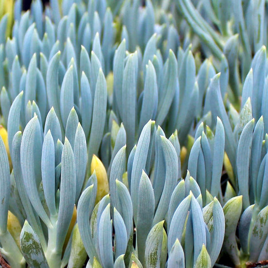 Senecio mandraliscae - senecio blu (Vaso quadro 7x7x10 cm)