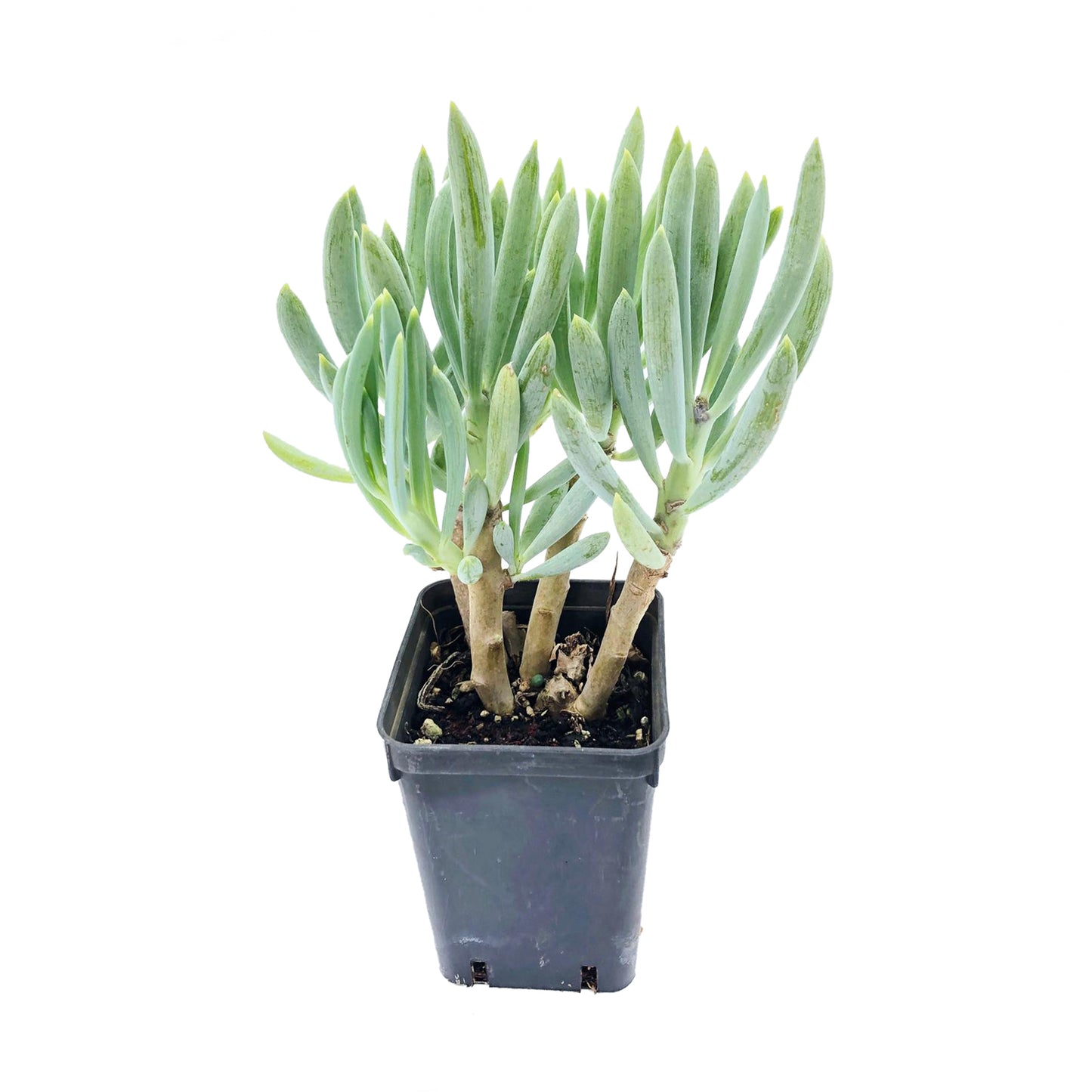 Senecio mandraliscae - senecio blu (Vaso quadro 7x7x10 cm)
