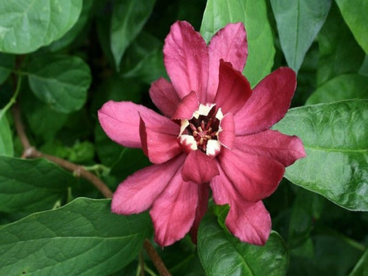Calycanthus x raulstonii cv. "Hartlage Wine" - calicanto a fiori rossi (Vaso 18 cm)