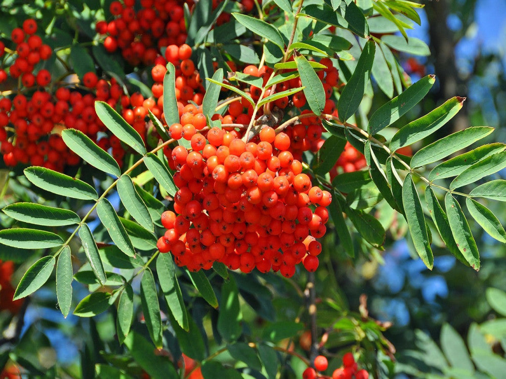 Sorbus aucuparia - sorbo degli uccellatori (Vaso quadro 9x9x20 cm)