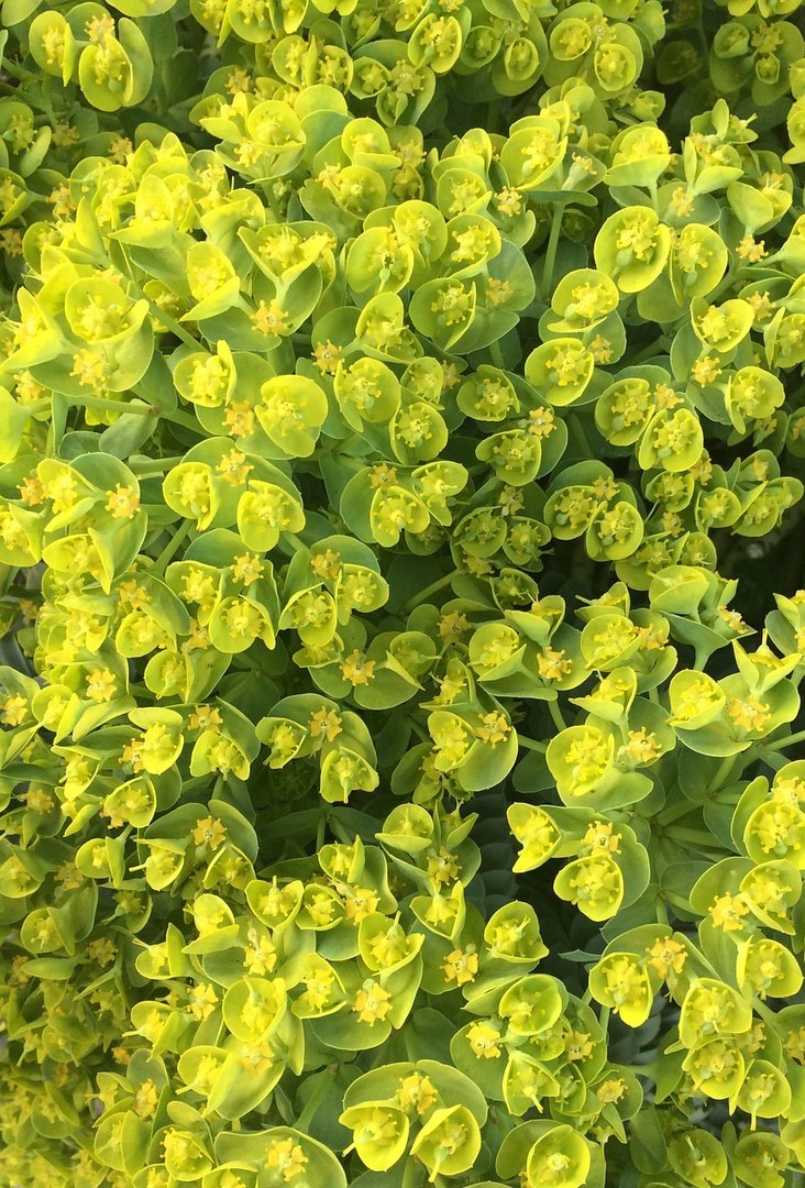 Euphorbia lathyris - scaccia talpe Euforbia catapuzia - Semi 0,5gr