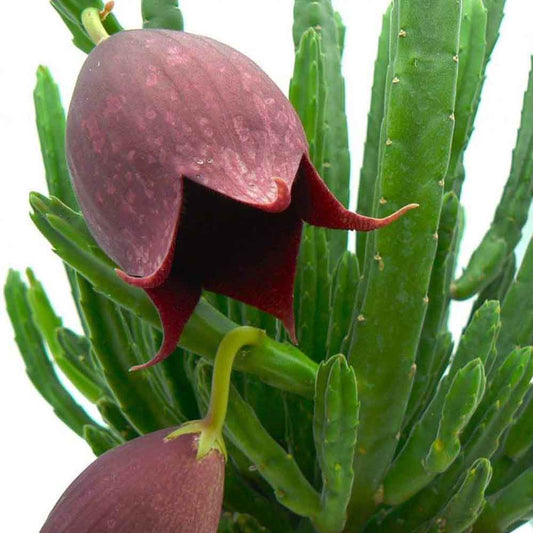 Stapelia leendertziae - stapelia a fiori neri (Vaso 10 cm)