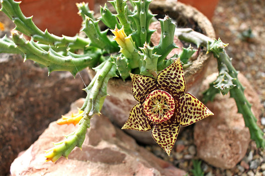 Stapelia (sin. Orbea) variegata - stapelia (Vaso 10 cm)