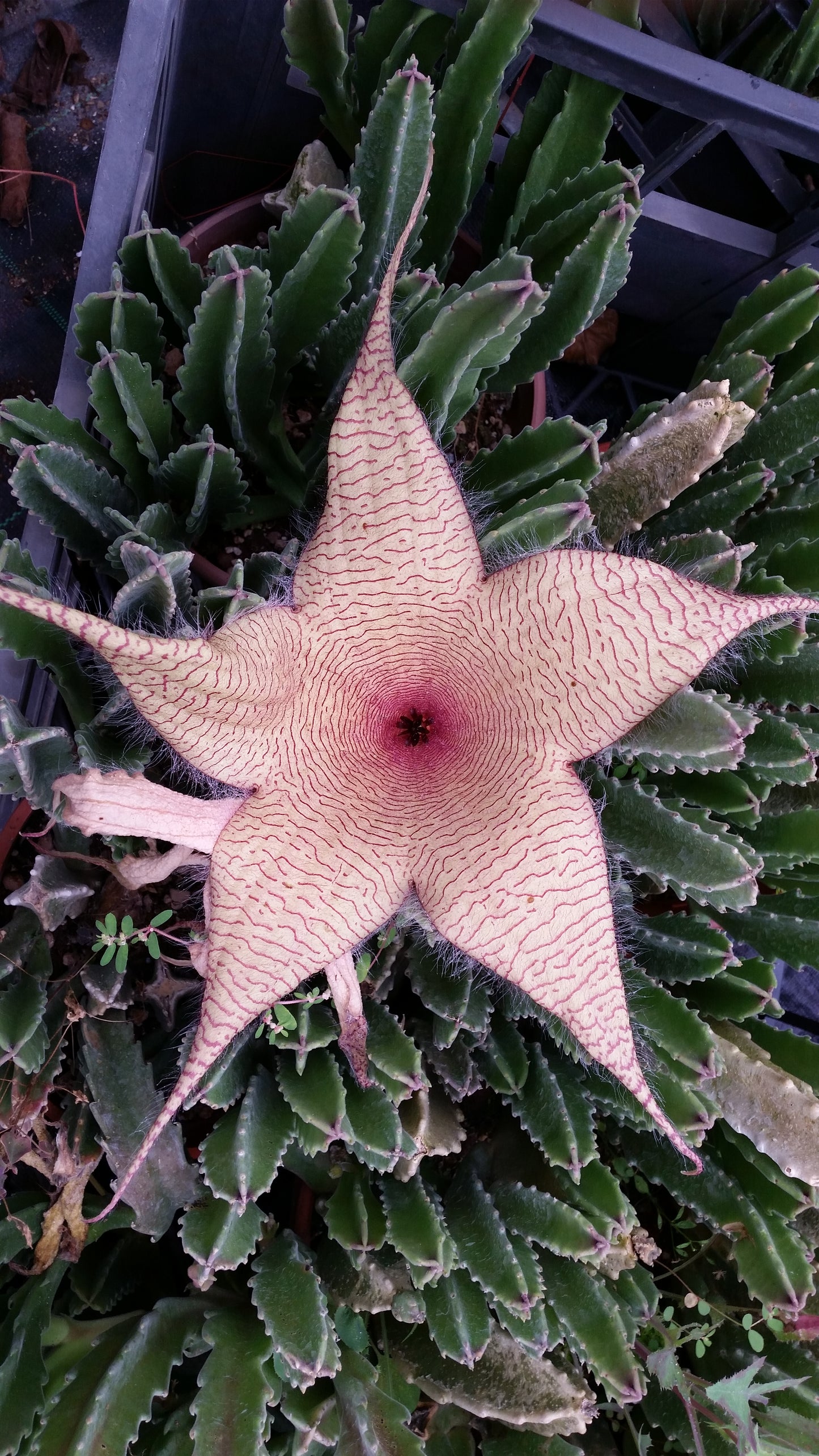 Stapelia gigantea - stapelia a fiori grandi (Vaso 10 cm)