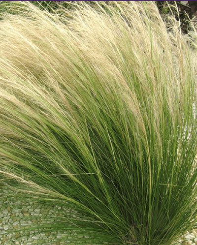 Stipa tenuissima - angel hair (forest alveolus)