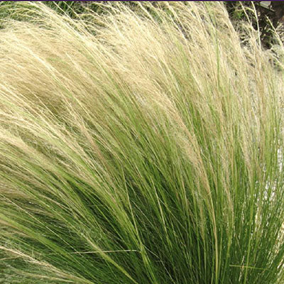 Stipa tenuissima - angel hair (forest alveolus)