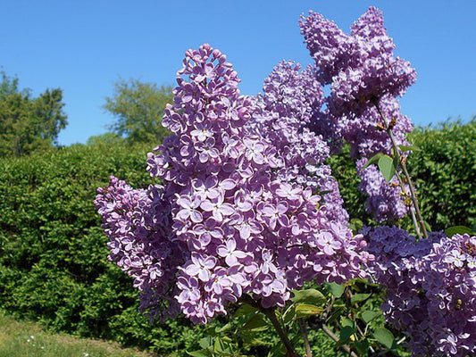 Syringa vulgaris fiore lilla - lillà (Alveolo forestale)